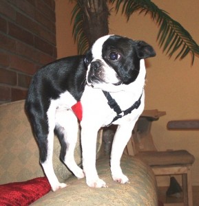 Ms. Gidget